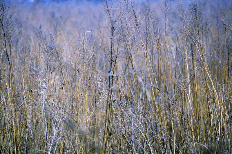 DSC_0125.gif