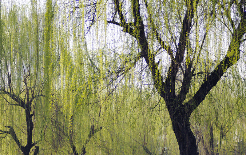 DSC_0240.gif
