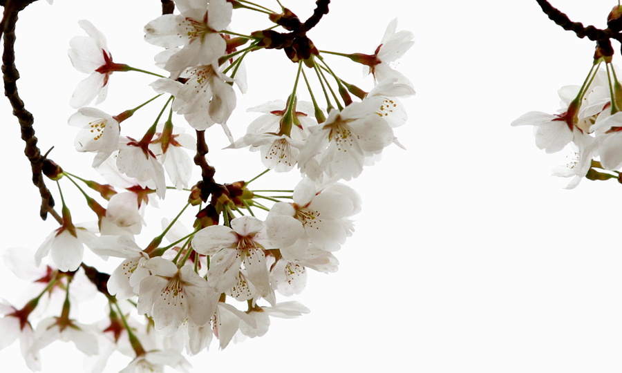 樱花广场 032.JPG