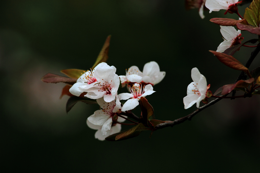 花9.JPG