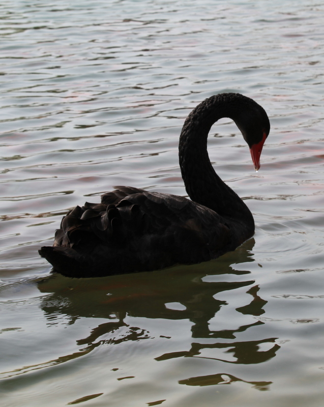 IMG_4456.JPG