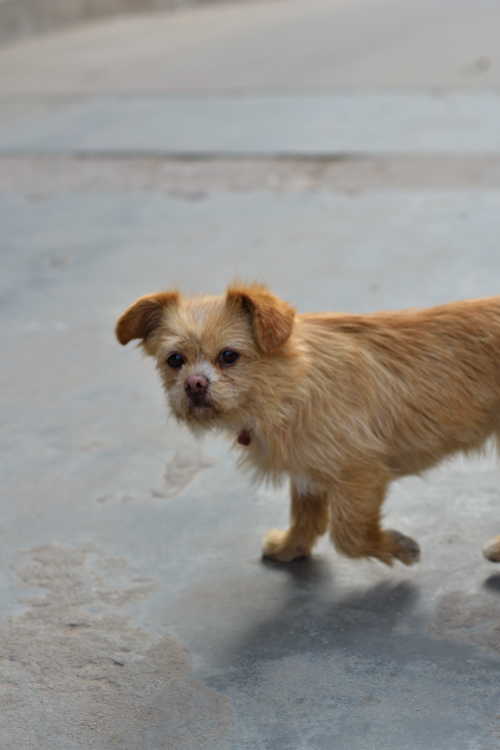 DSC_1823看.jpg