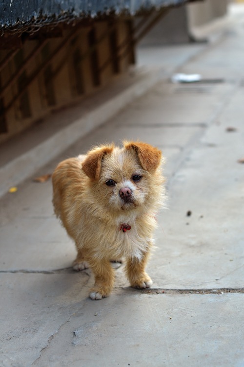 DSC_1827吗.jpg