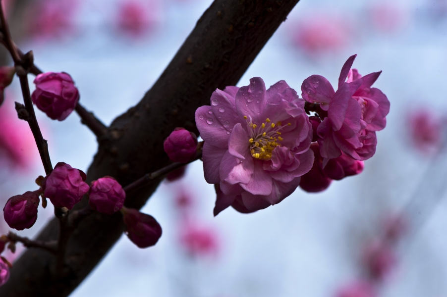 DSC_7731.jpg