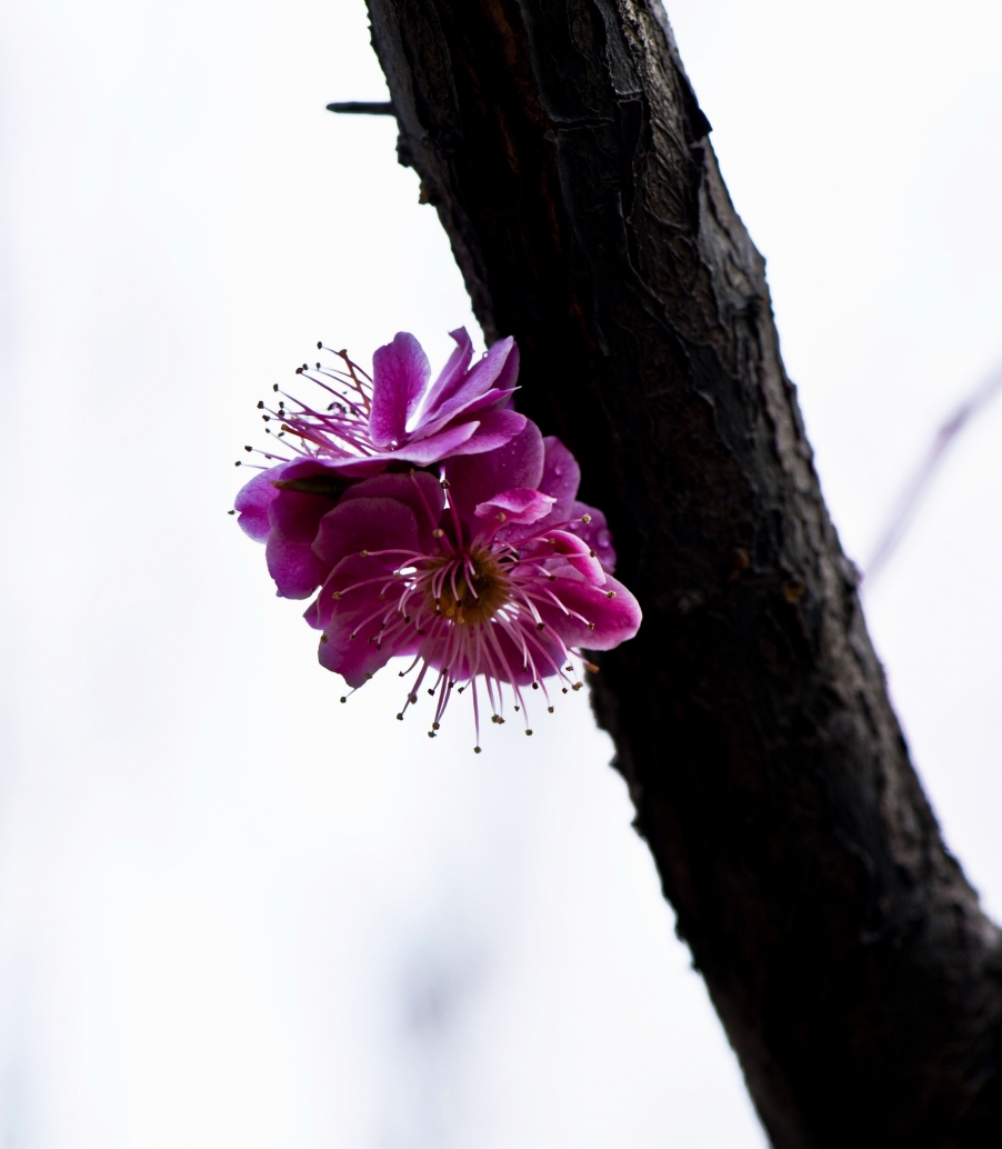 DSC_7705.jpg