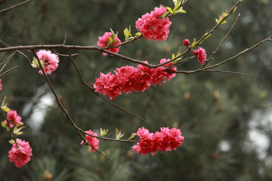 樱花0008.JPG