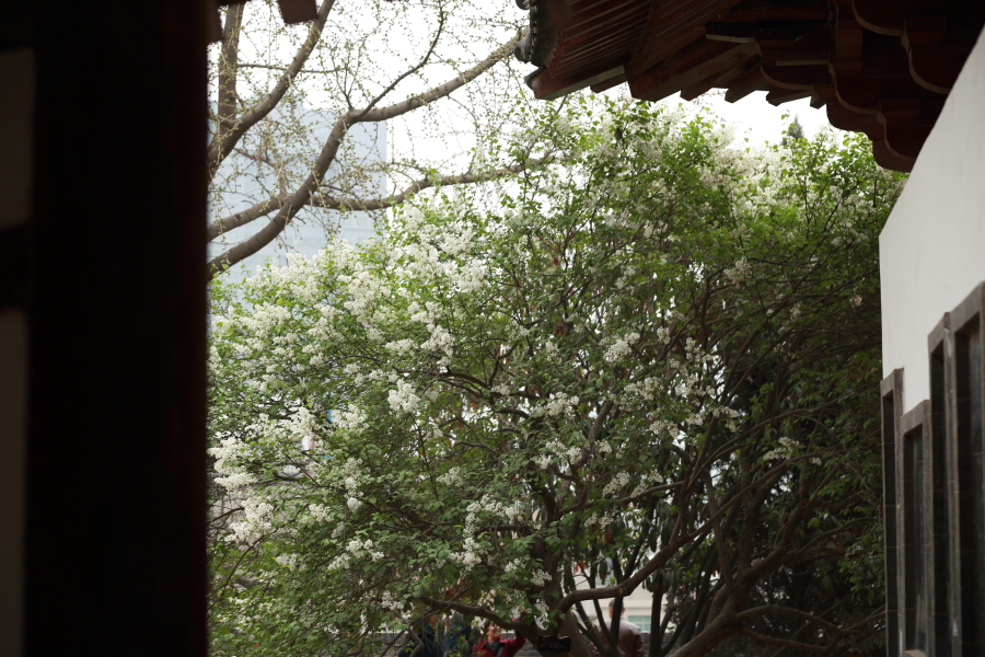 樱花0011.JPG
