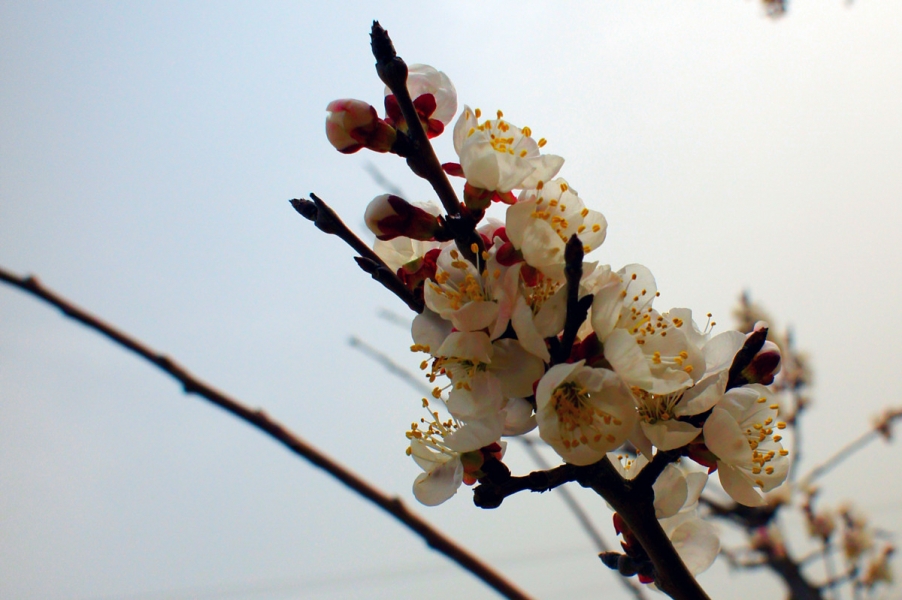 桃花开.jpg