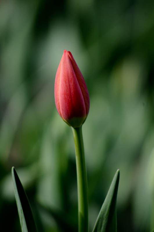 DSC_1065.jpg