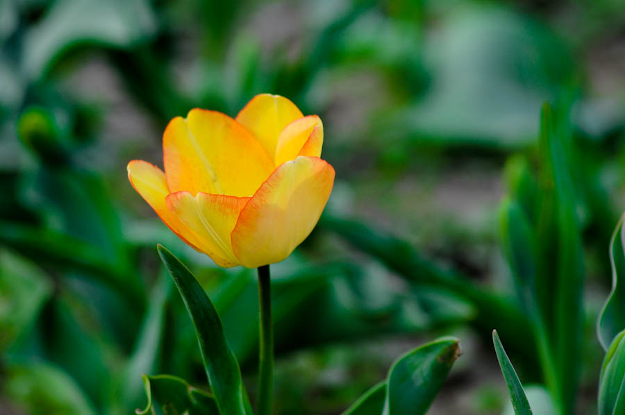 DSC_1090.jpg