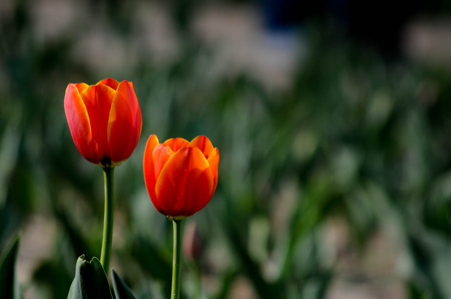 DSC_1055.jpg