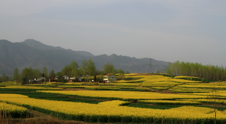 汉中油菜花 033.jpg