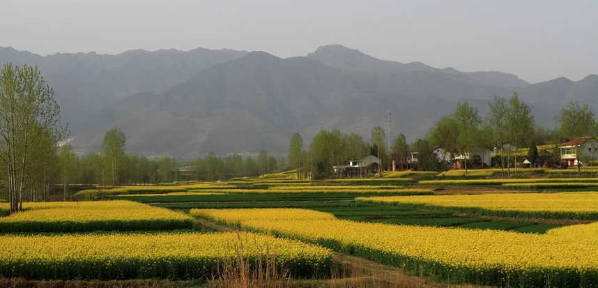 汉中油菜花 038.jpg