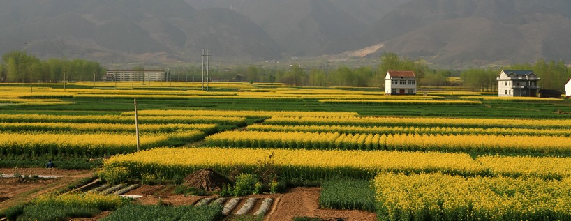 汉中油菜花 046.jpg