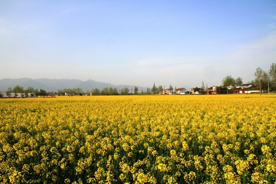汉中油菜花 055.jpg