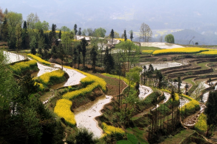 汉中油菜花 370.jpg