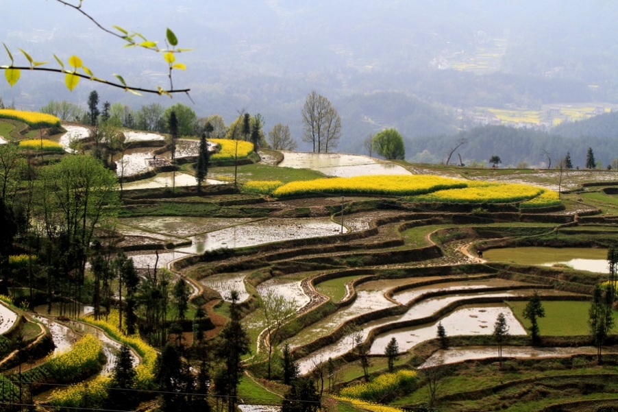 汉中油菜花 374.jpg