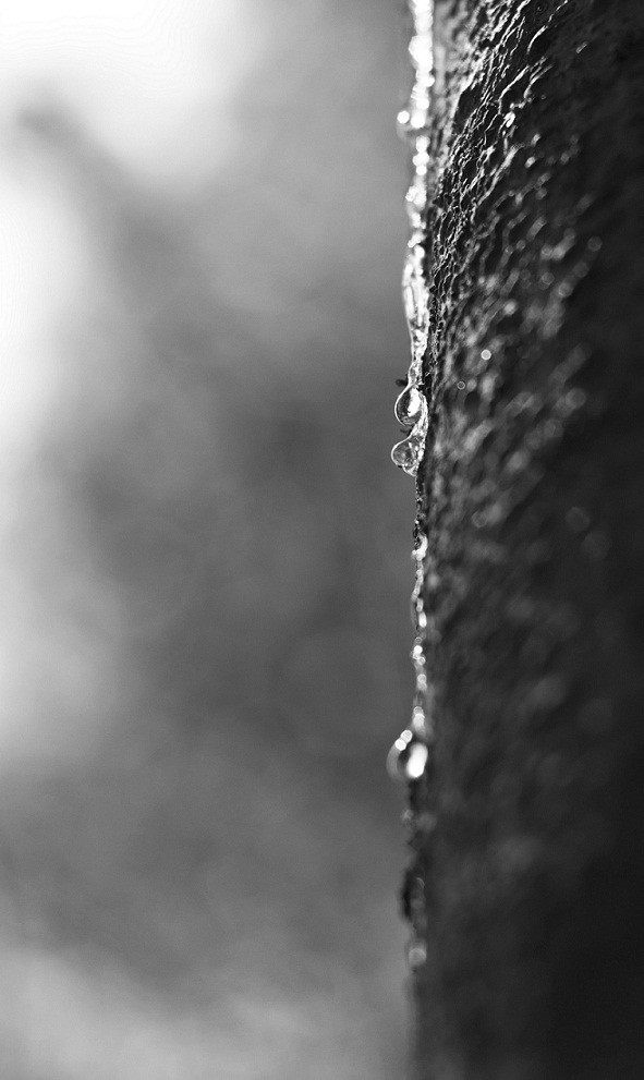 _DSC39991.JPG