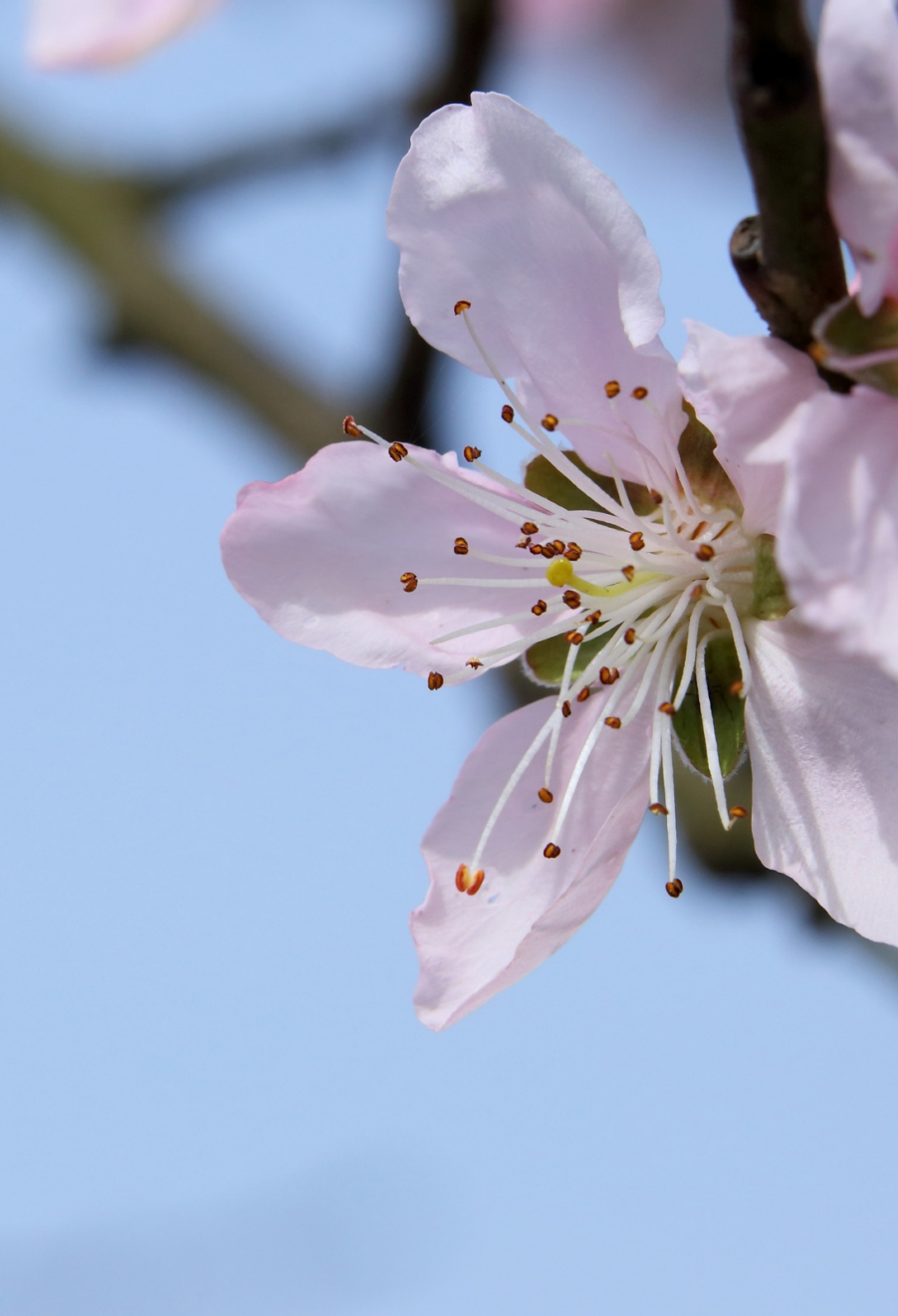 汉中油菜花026.jpg