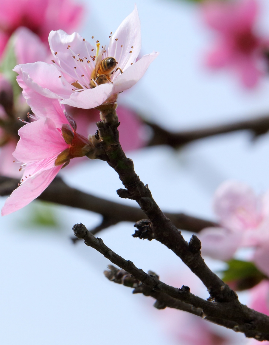 汉中油菜花028.jpg