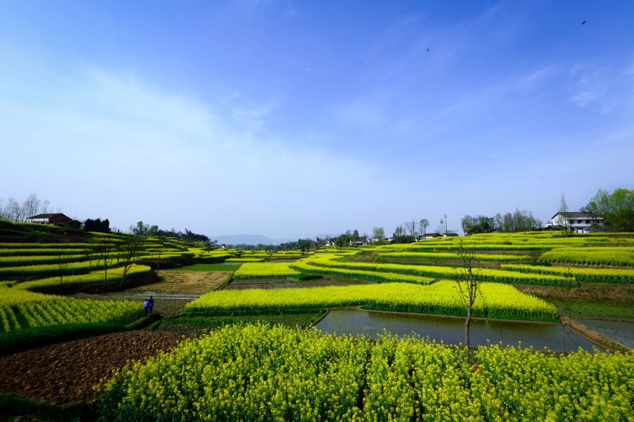 汉中油菜花061.jpg