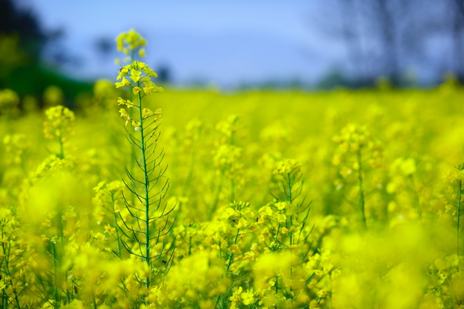 汉中油菜花074.jpg