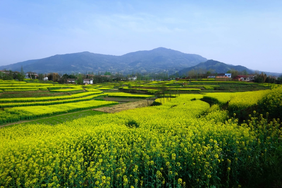 汉中油菜花079.jpg