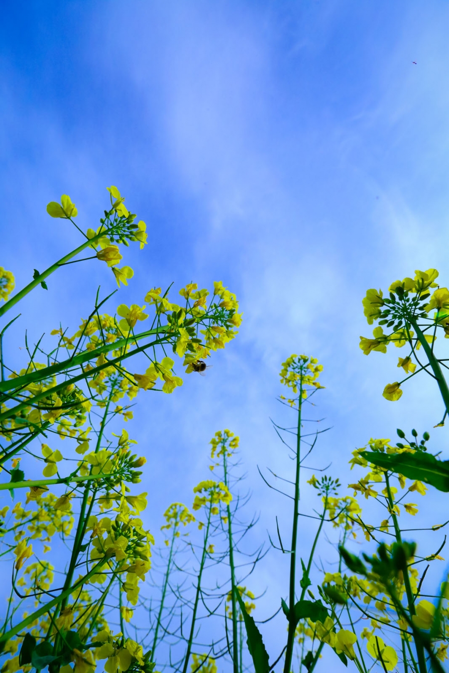 汉中油菜花114.jpg