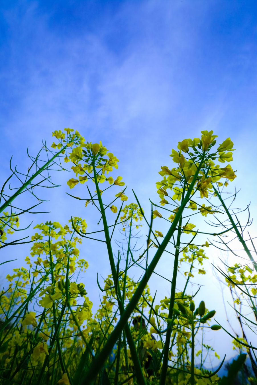 汉中油菜花116.jpg
