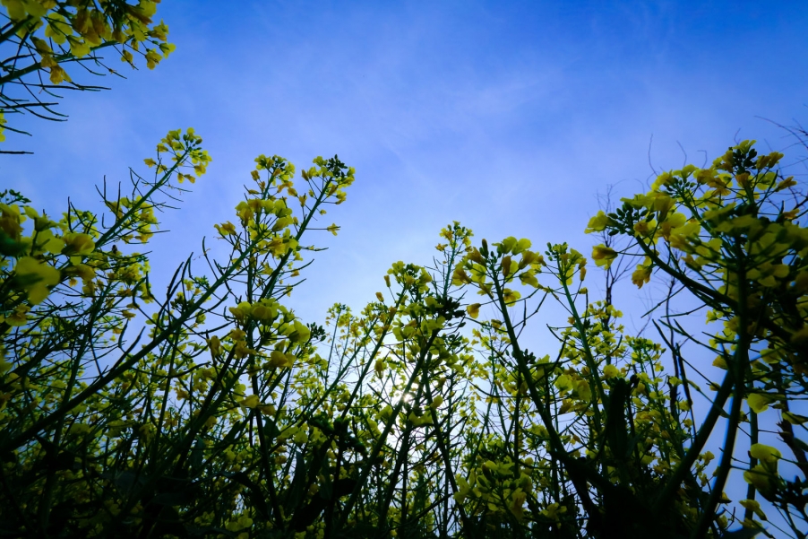 汉中油菜花120.jpg