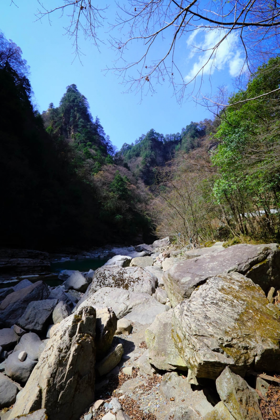 油菜花161.jpg