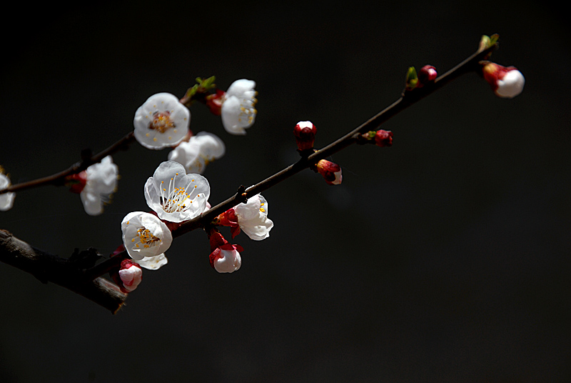 杏 花.jpg