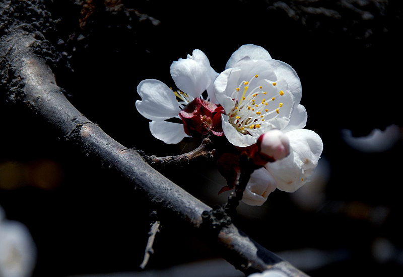 杏 花 (1).jpg