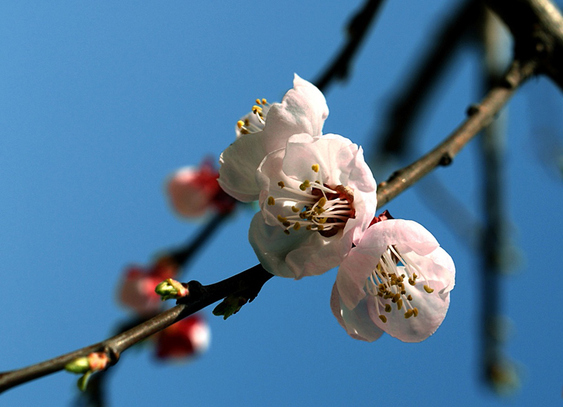 杏 花 (2).jpg