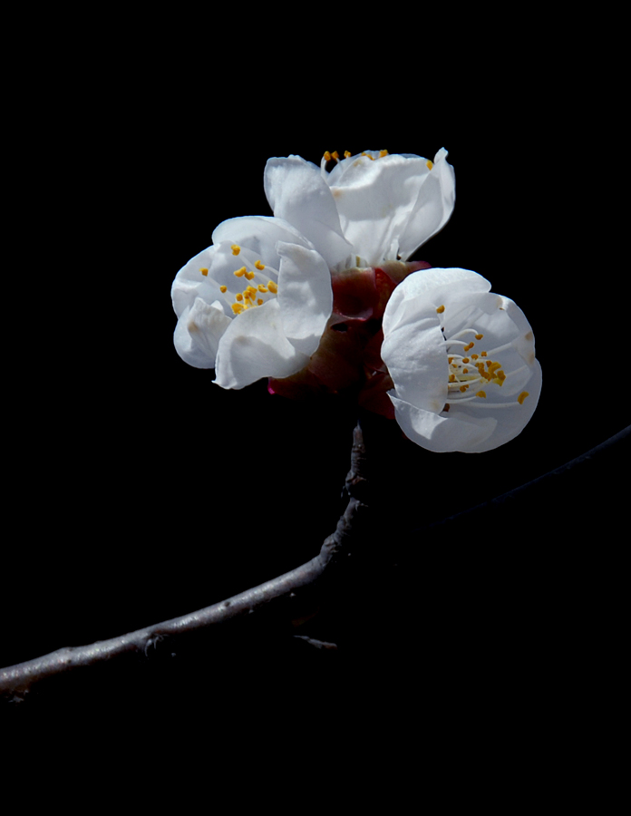 杏 花 (4).jpg