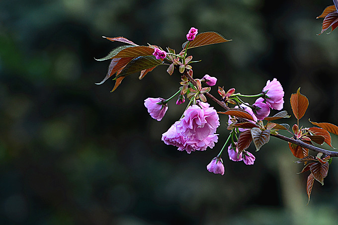 DSC_8014_副本.jpg