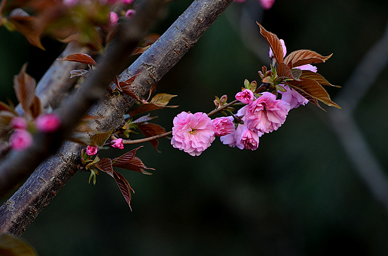 DSC_8022_副本.jpg