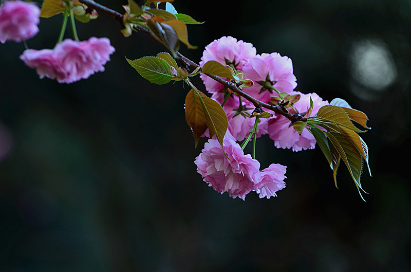 DSC_8034_副本.jpg