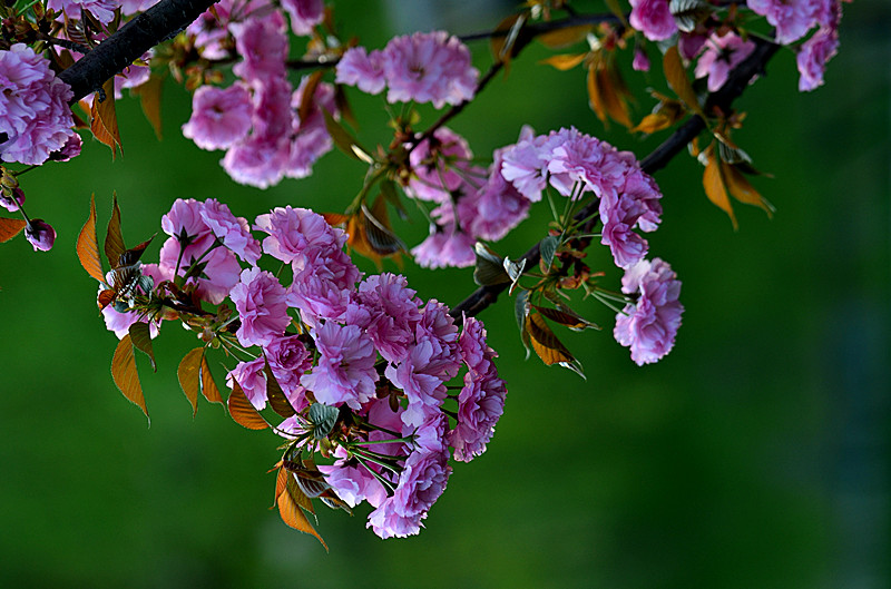 DSC_8049_副本.jpg
