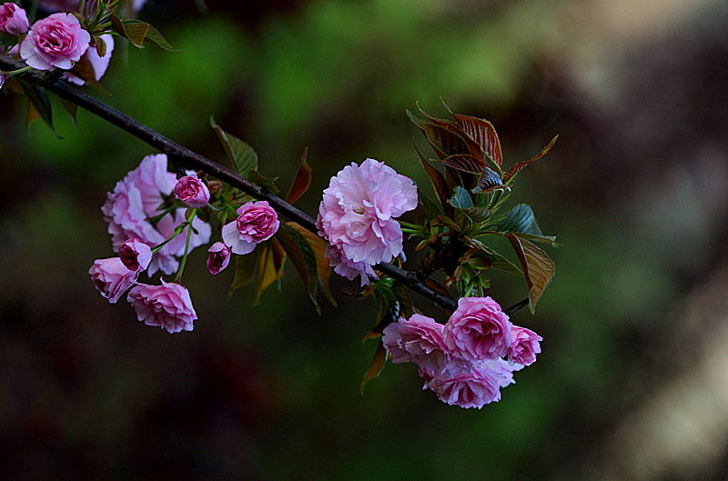 DSC_8055_副本.jpg