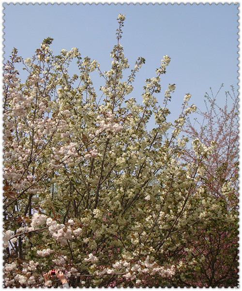 DSC04062_副本.jpg