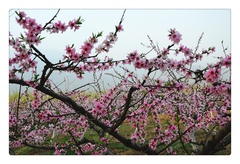 DSC_0011_副本.jpg