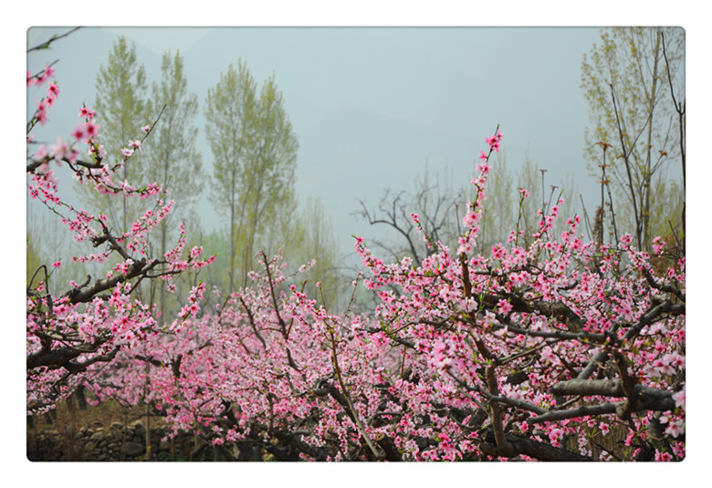 DSC_0090_副本.jpg