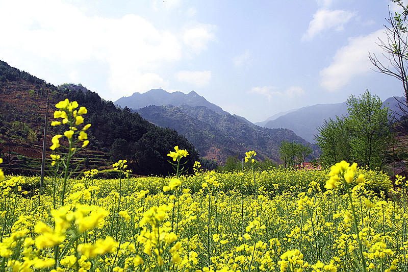 汉阴油菜花 022_副本.jpg