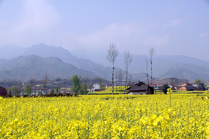 汉阴油菜花 0033_副本.jpg