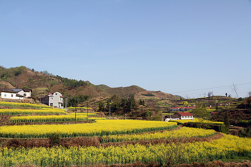 汉阴油菜花 087_副本.jpg