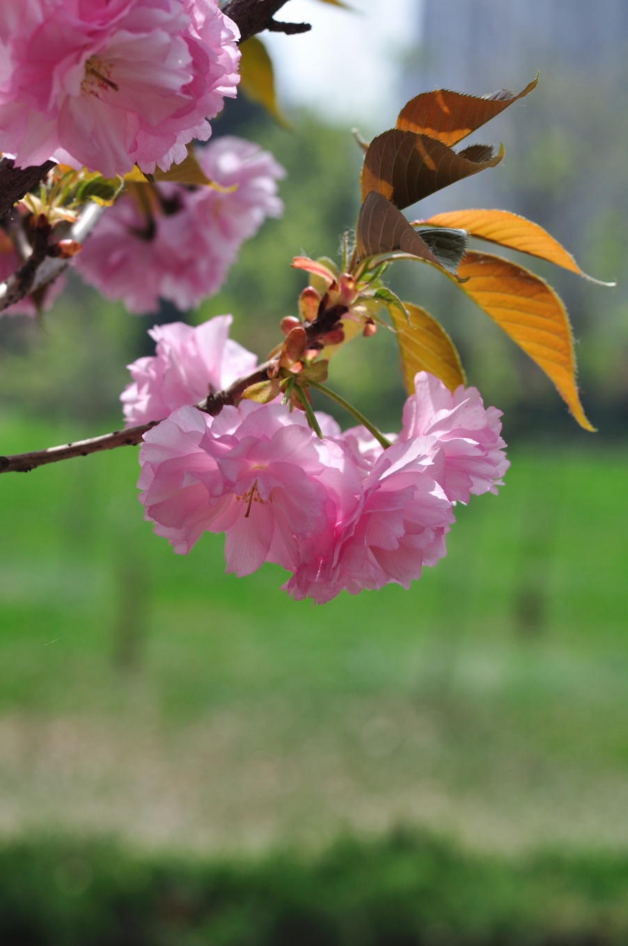 DSC_2779.jpg