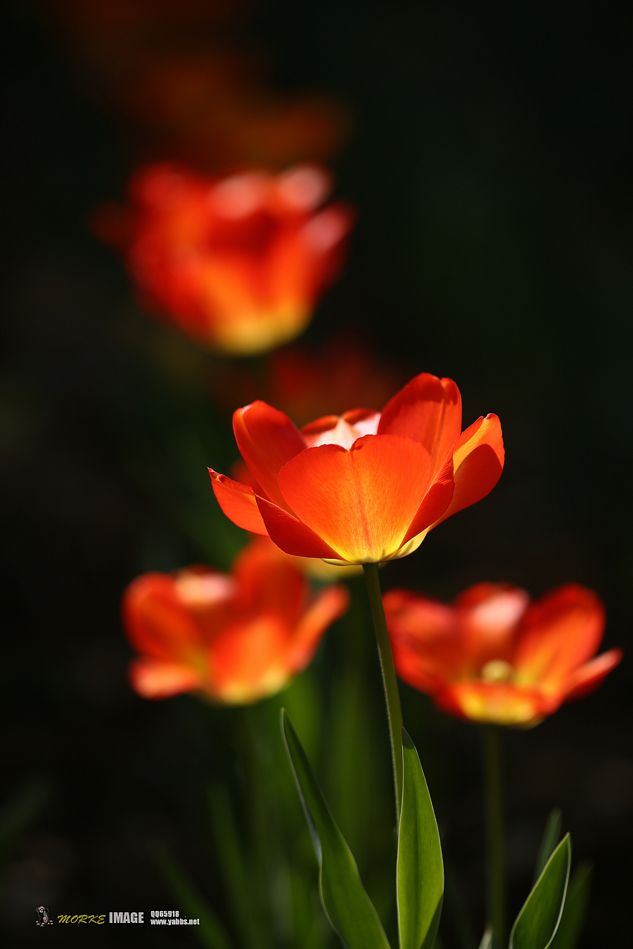 1G8A4502a.jpg