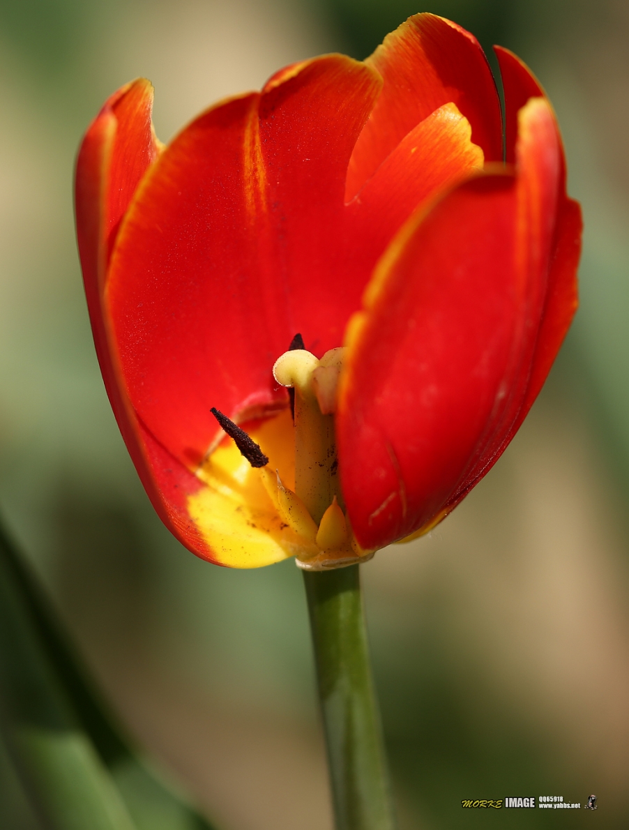 1G8A4738a.jpg
