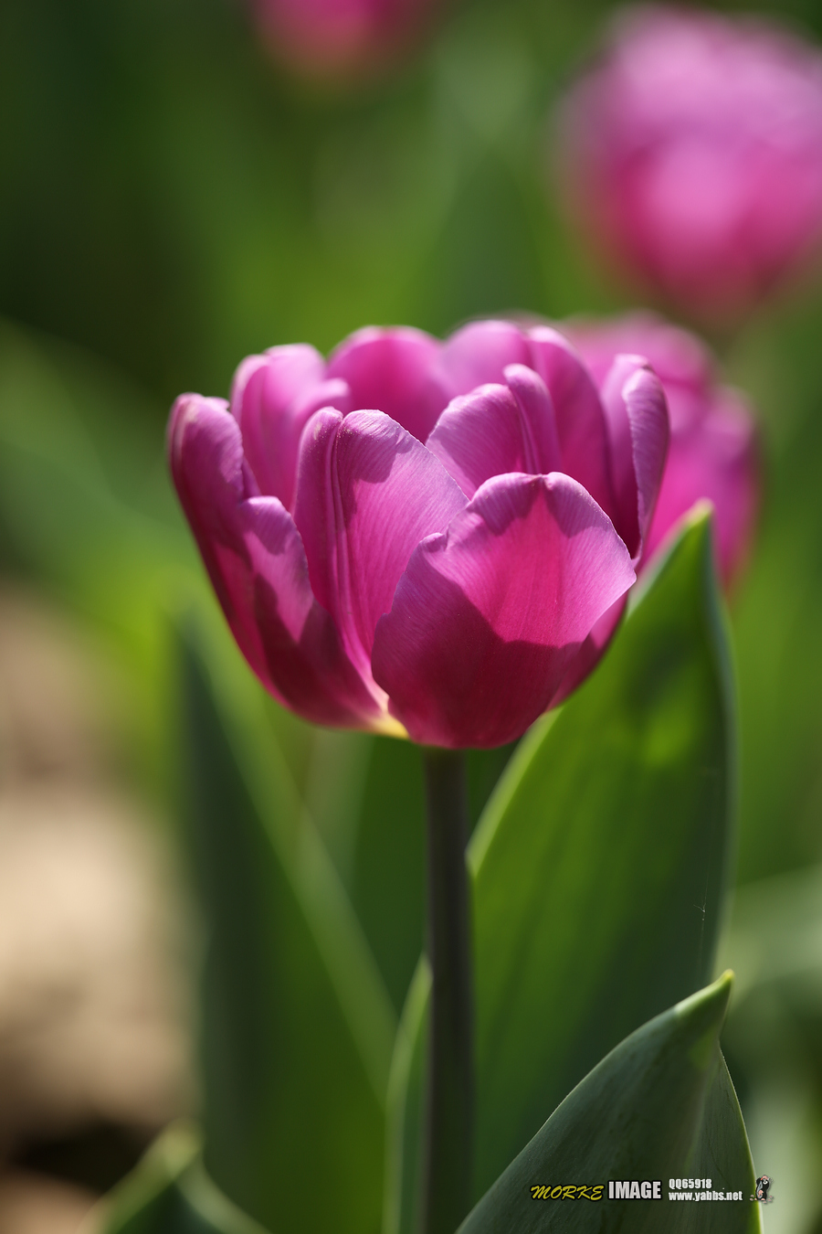 1G8A4896a.jpg